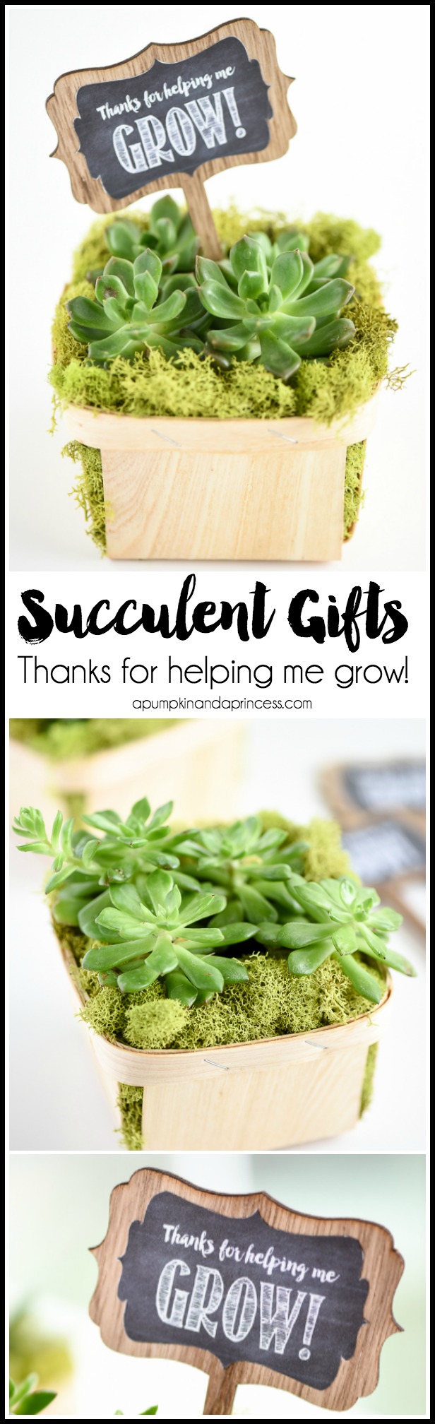 Berry basket succulent gift - this easy DIY succulent gift makes a great Mother’s Day or teacher appreciation gift. FREE printable “Thanks for helping me grow!” tags.